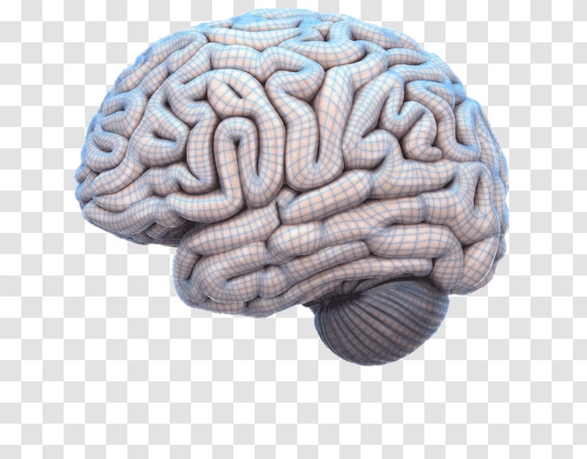 Brain Mapping Human Project Anatomy - Cartoon Transparent PNG