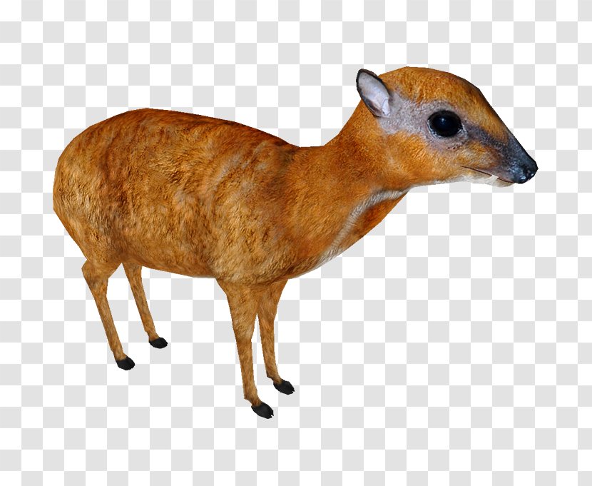 Deer Wildlife - Chevrotain - Hunting Decoy Snout Transparent PNG