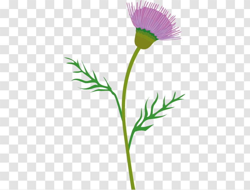 Thistle Cirsium Vulgare Clip Art - Cut Flowers Transparent PNG