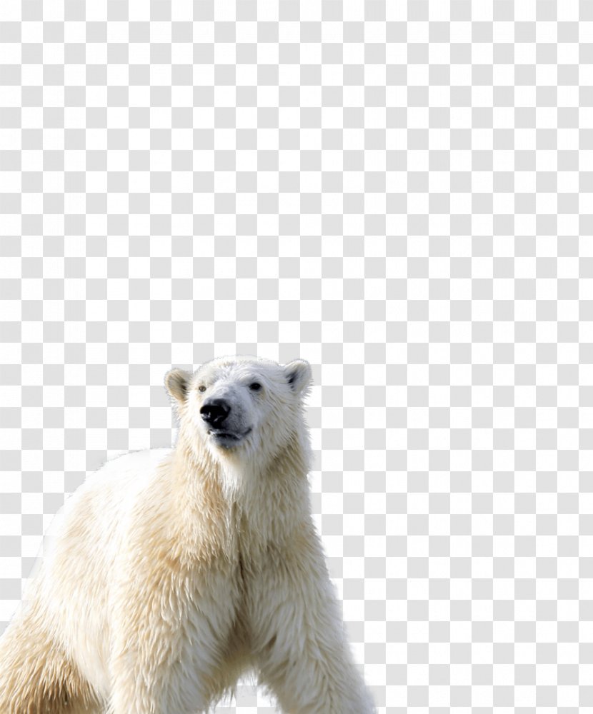 Polar Bear Mammal Carnivora Animal - Terrestrial Transparent PNG