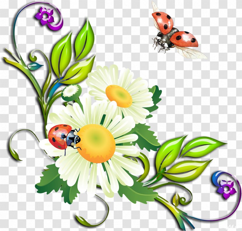 Flower Animation Clip Art - Photography - Camomile Transparent PNG