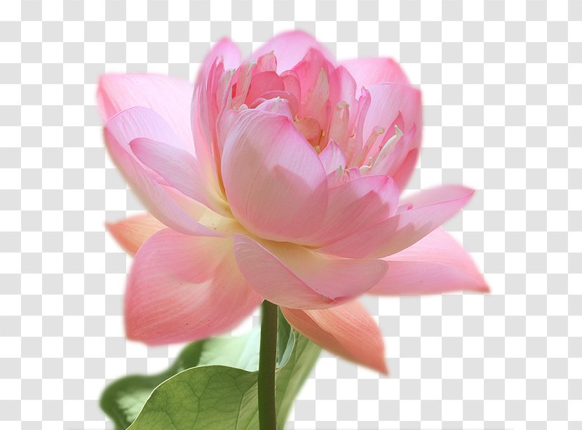 Artificial Flower Pink M Peony Petal Lotus-m Transparent PNG