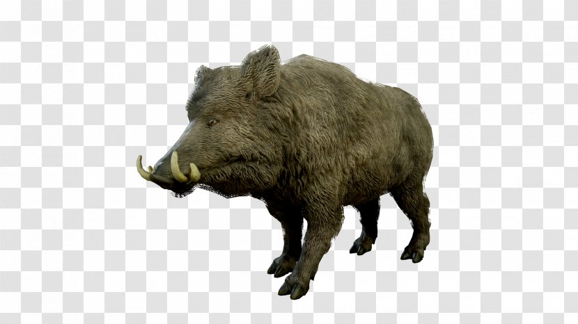 Wild Boar Peccary Mammal Wildlife Animal Transparent PNG