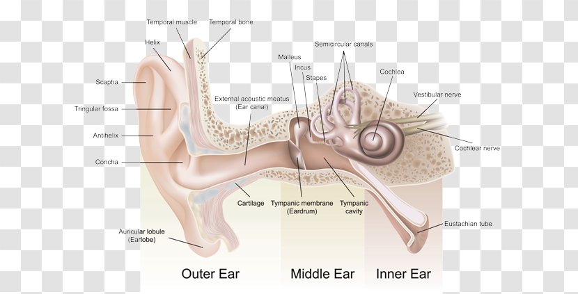 Listen 2 Life Hearing Center - Watercolor - Chalfont Ear Anatomy Outer EarEar Transparent PNG