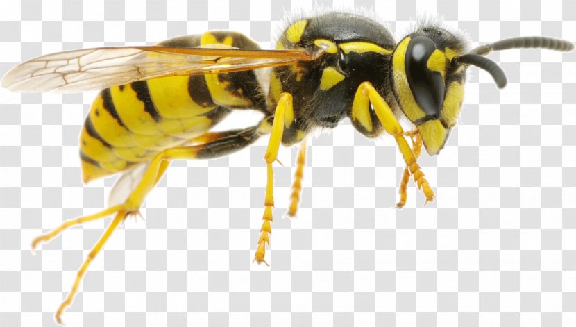Hornet Characteristics Of Common Wasps And Bees Insect - Wasp Transparent PNG