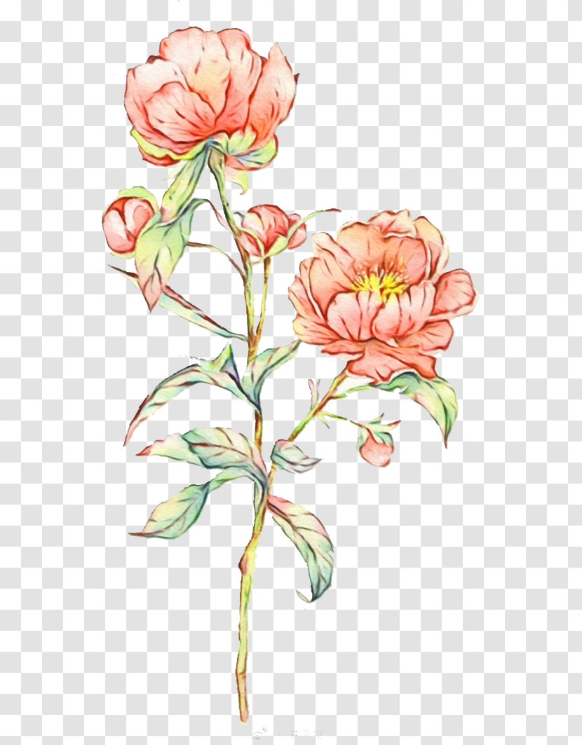 Watercolor Painting Image Rose Watercolour Flowers - Plant - Flowering Transparent PNG