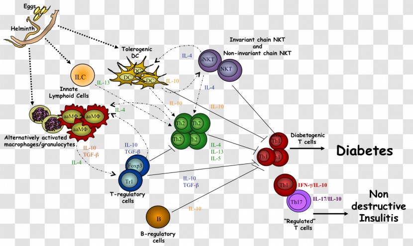 Helminths Diabetes Mellitus Innate Immune System Autoimmunity - Tree - Cancer Cell Cartoon Transparent PNG