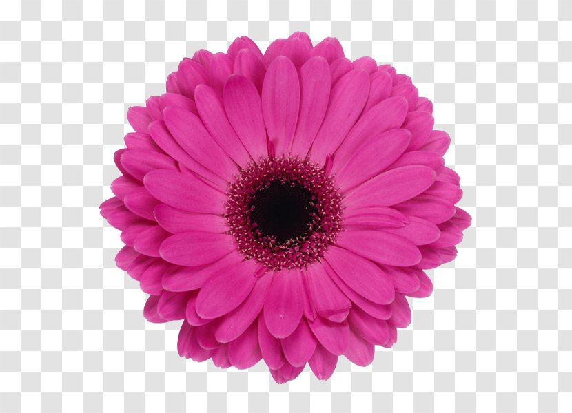Barberton Daisy Common Stock Photography Royalty-free - Cut Flowers - Flower Transparent PNG