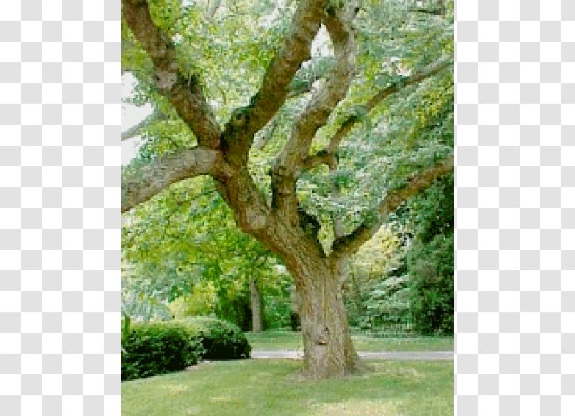 Quercus Suber Cork Evergreen Trunk Tree Transparent PNG