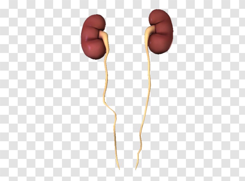 Ureter Excretory System Integumentary Kidney Anatomy - Ear Transparent PNG