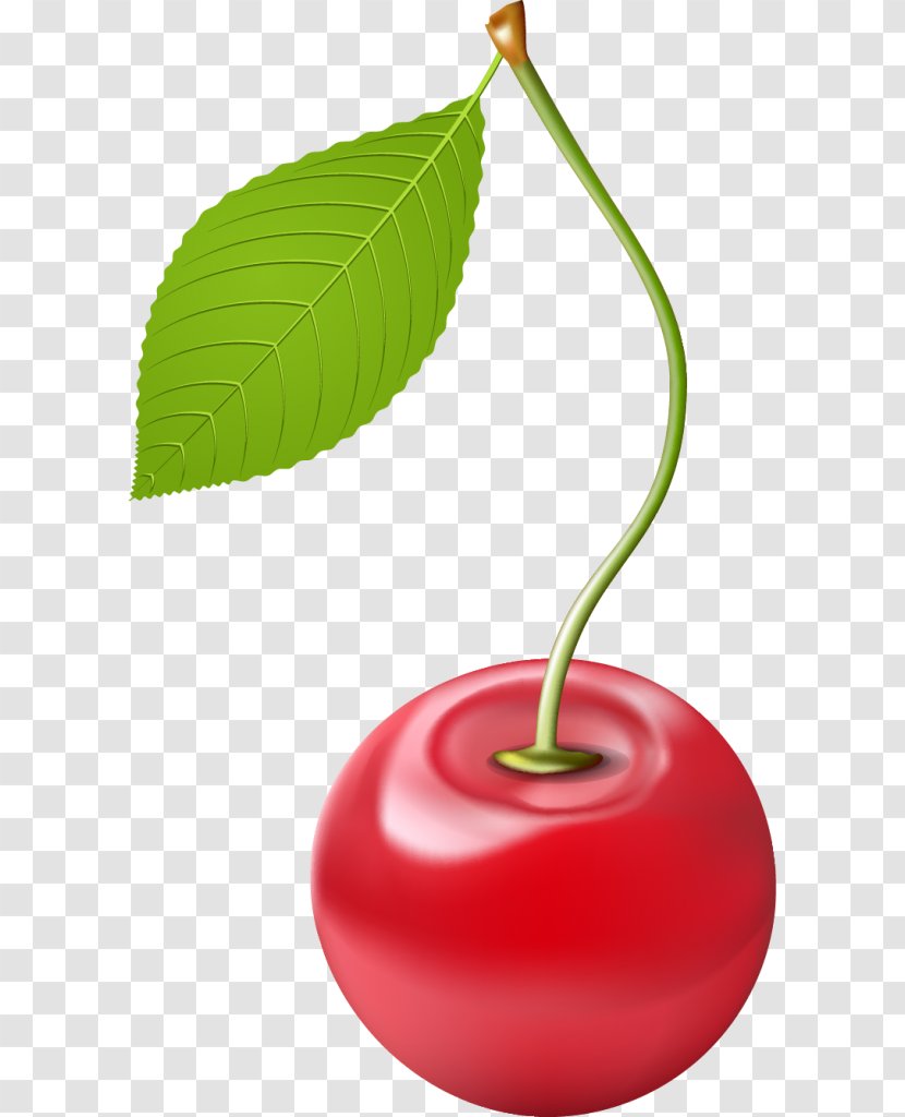 Drawing - Cherry Transparent PNG