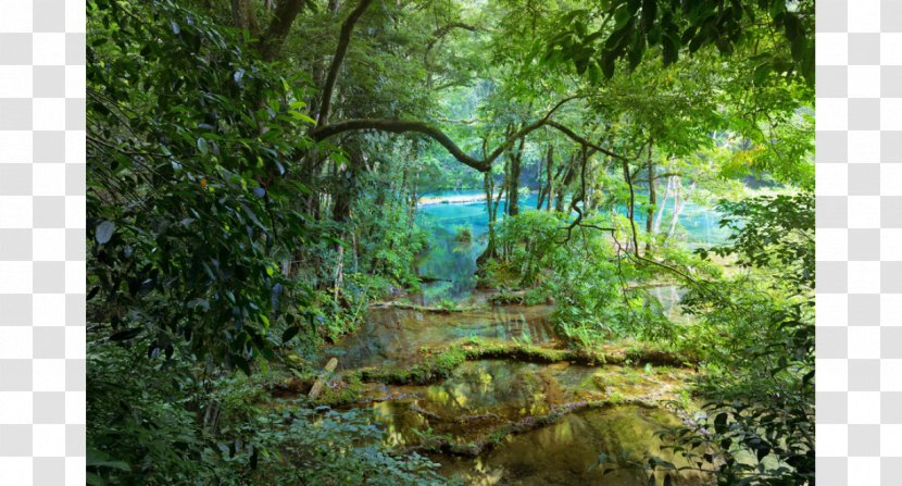 Tropical Rainforest Forest Jungle Tree Transparent PNG