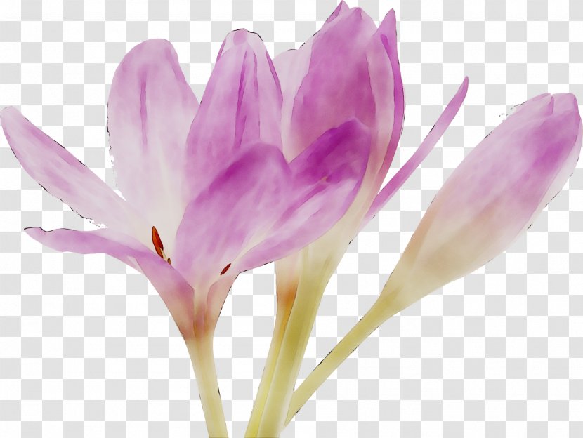 Crocus Saffron Bud Plant Stem Plants - Siam Tulip - Perennial Transparent PNG