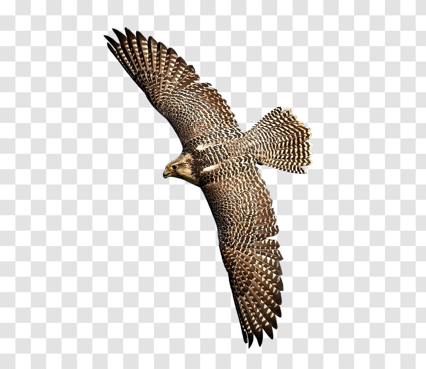 Bird Of Prey Falcon Hawk Eagle - Harrier Transparent PNG