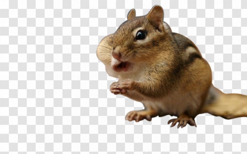 Chipmunk Squirrel Cat Download - Greedy Transparent PNG