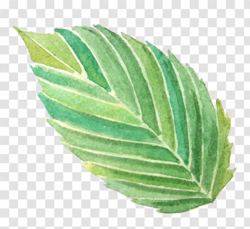 Watercolor Painting Image Leaf - Herb - Color Transparent PNG