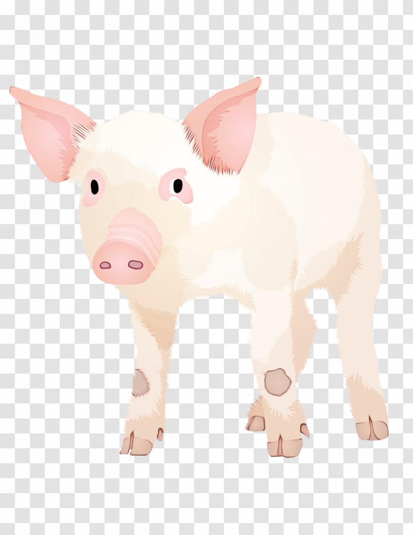 Pig Cartoon - Suidae - Fawn Livestock Transparent PNG