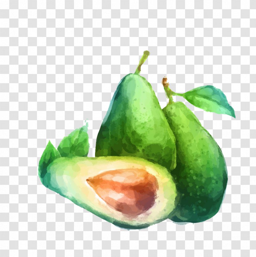 Watercolor Painting Fruit Drawing Illustration - Avocado - Hand-painted Transparent PNG