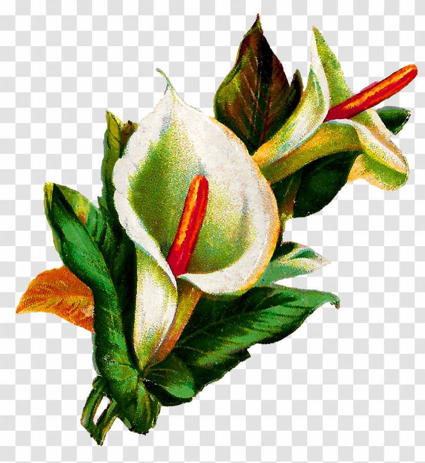 Flower Arum-lily Lilium Botanical Illustration - Floristry - Callalily Transparent PNG