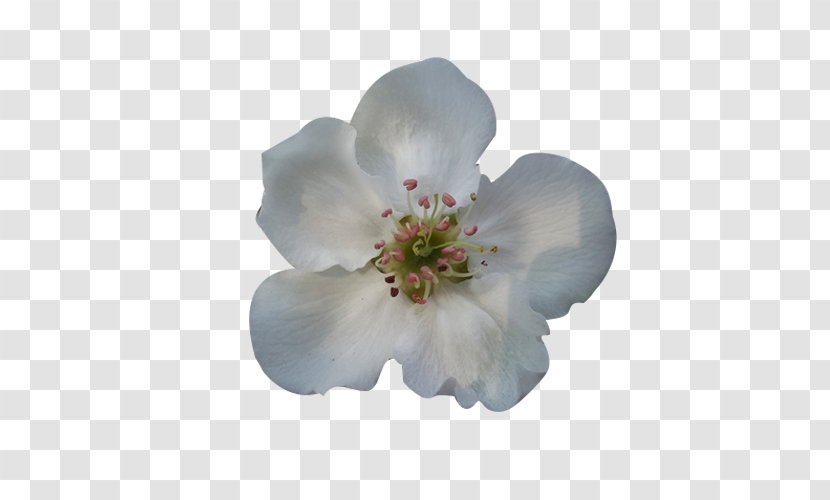 Blossom Petal Flower Google Images - Rose Family - A Blooming Pear Picture Material Transparent PNG