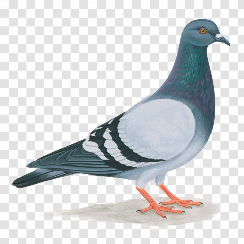 Domestic Pigeon United States Columbidae Bird Feral - Feather Transparent PNG