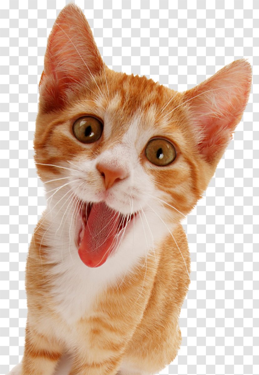 Cattery Kitten Dog Pet - Snout - Cat Transparent PNG