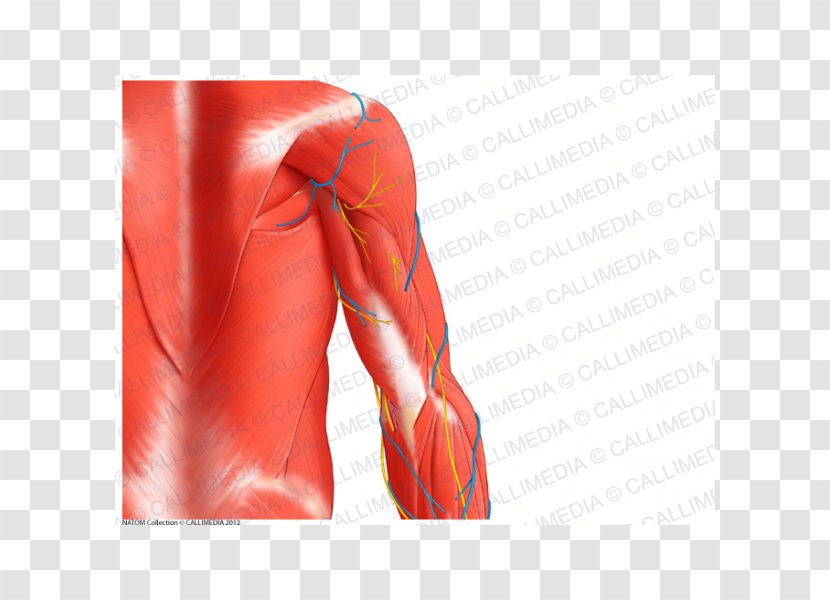 Triceps Brachii Muscle Arm Teres Major Shoulder - Cartoon Transparent PNG