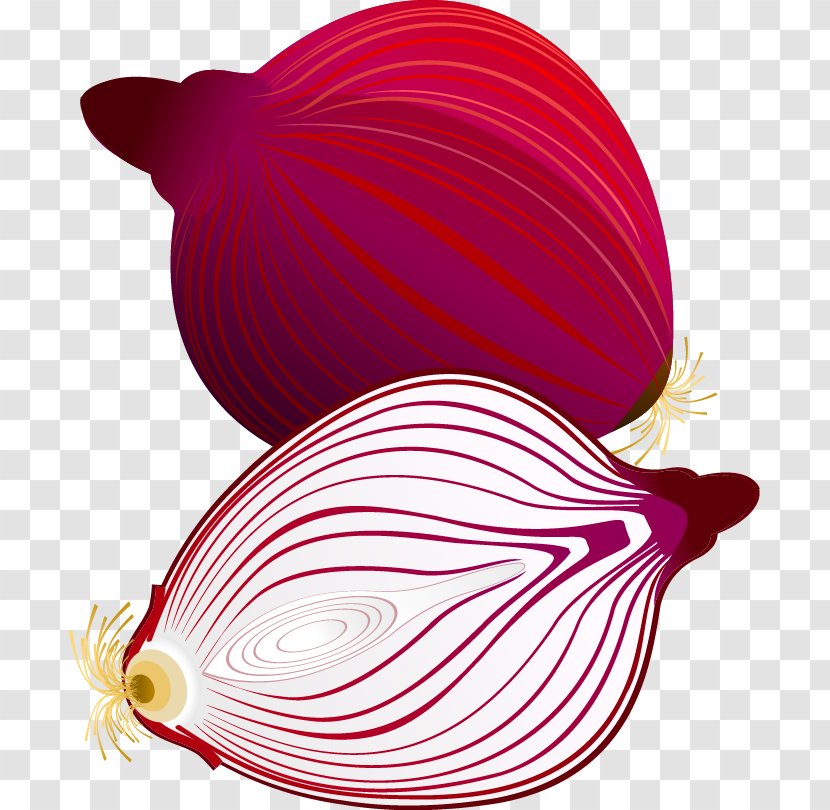 Onion Vegetable - Red - Vector Onions Transparent PNG