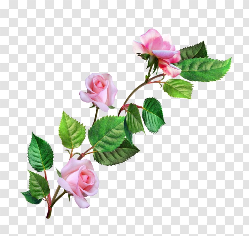 Garden Roses Cabbage Rose Floribunda Flower Pink - Floral Design Transparent PNG