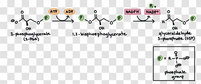 Calvin Cycle Citric Acid Light-independent Reactions Photosynthesis Cellular Respiration - Technology - Electron Transport Chain Transparent PNG