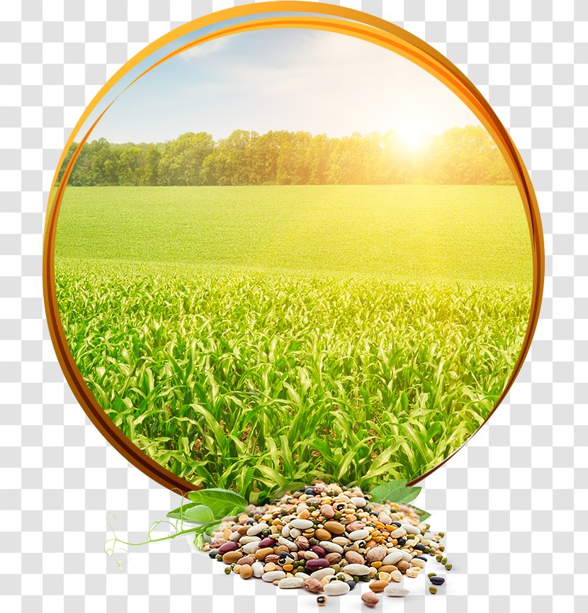 Poster Agriculture Image Crop Rural Area - Grass Family Transparent PNG