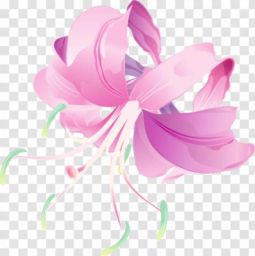 Petal Pink M Flowering Plant Transparent PNG