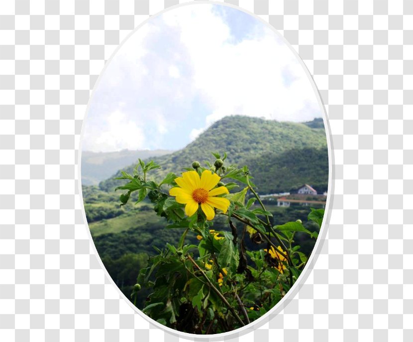 Wildflower Sky Plc - Flower - Yellow Transparent PNG
