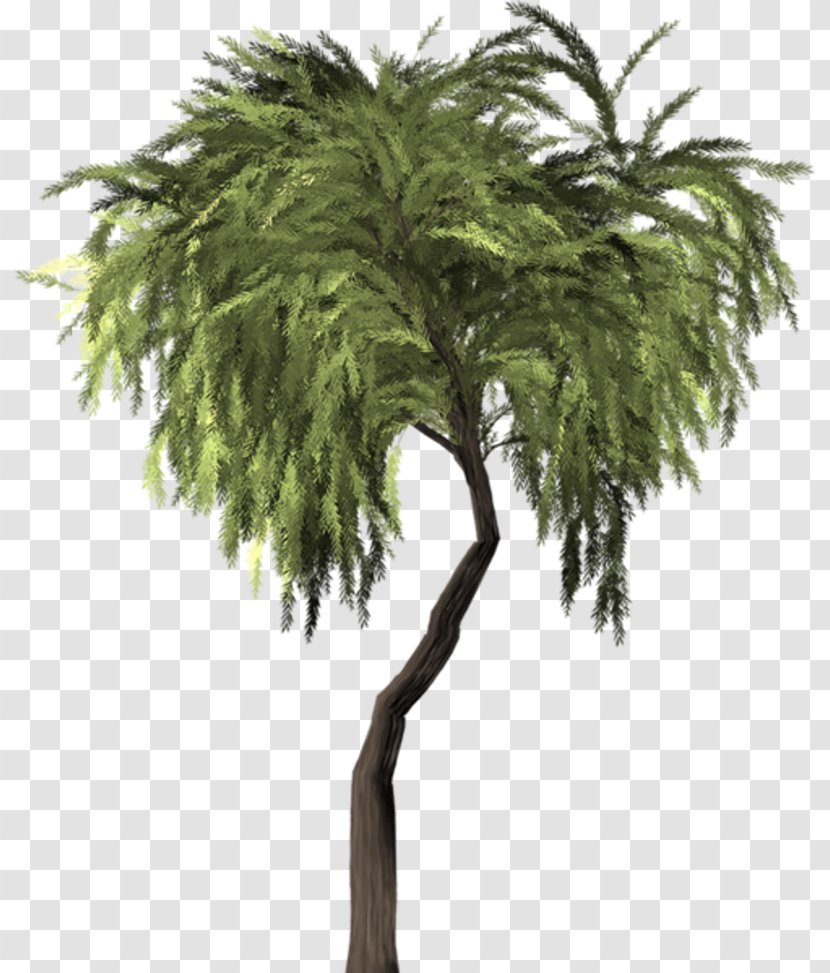 Weeping Willow Tree Asian Palmyra Palm Vascular Plant Transparent PNG
