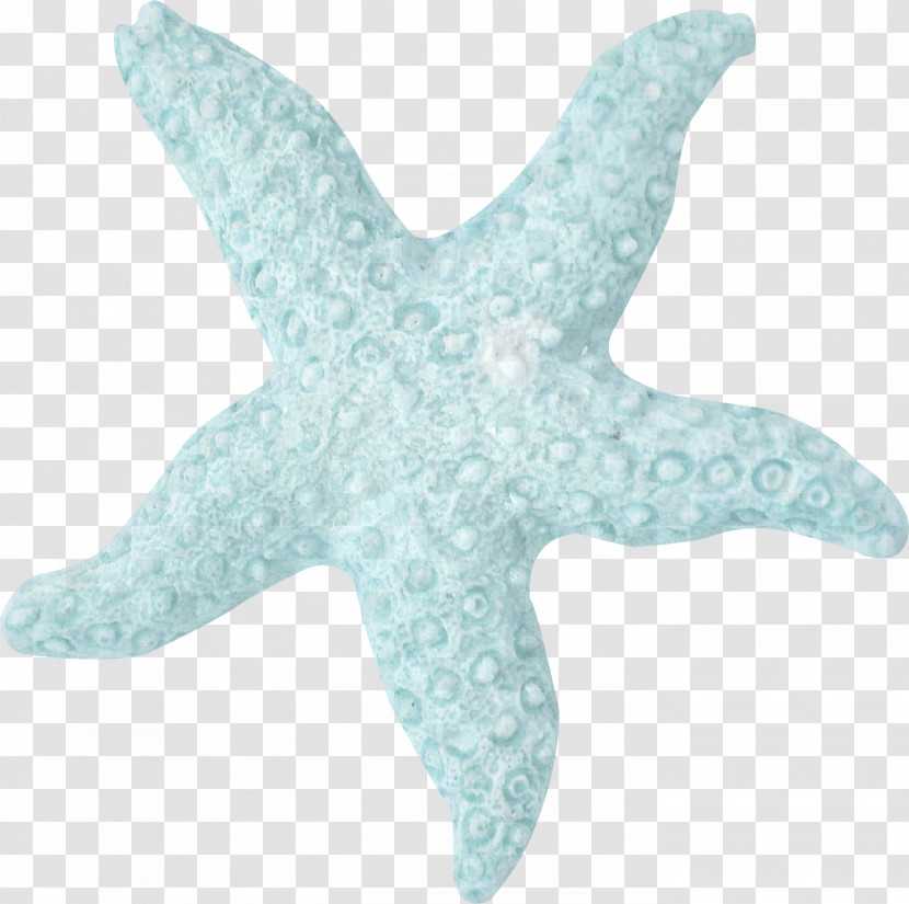 Starfish Fish Turquoise Biology Science Transparent PNG