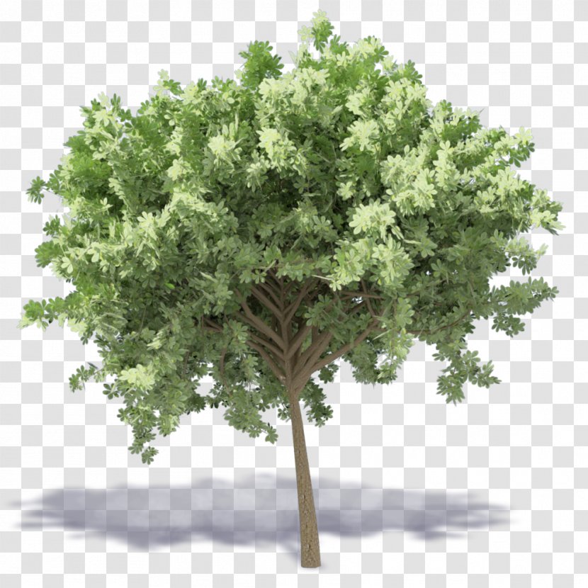 Branch Fruit Tree Oak - Shrub - Chestnut Transparent PNG
