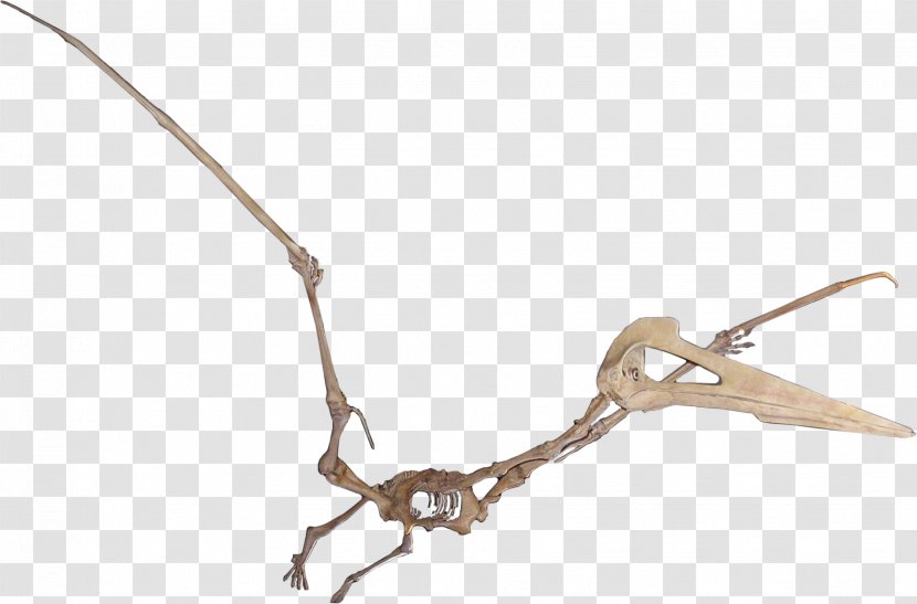 Quetzalcoatlus Hatzegopteryx Maastrichtian Javelina Formation Pterosaurs - Dinosaur Skeleton Transparent PNG