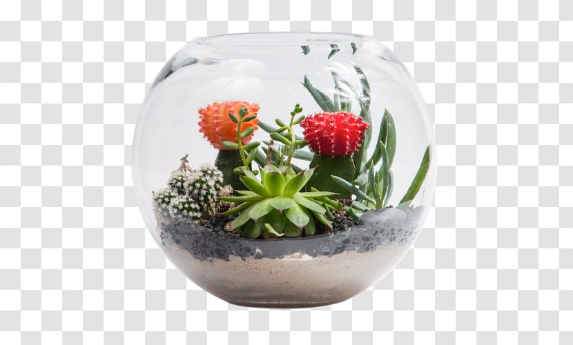 Flowerpot Succulent Plant Cactus Garden Bowl - Cactaceae - Bright Bouquet Transparent PNG