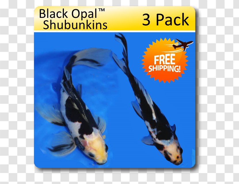 Shubunkin Koi Wakin Veiltail Aquarium - Fish Transparent PNG