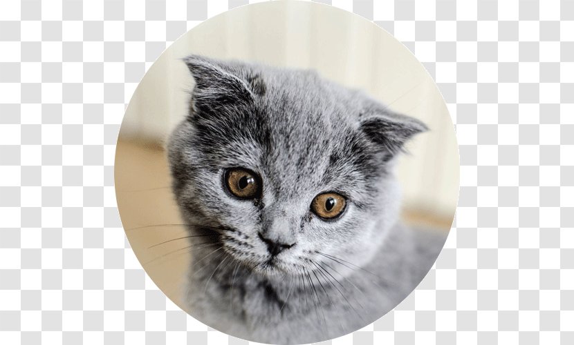 American Shorthair British Chartreux European Wirehair - Kitten Transparent PNG