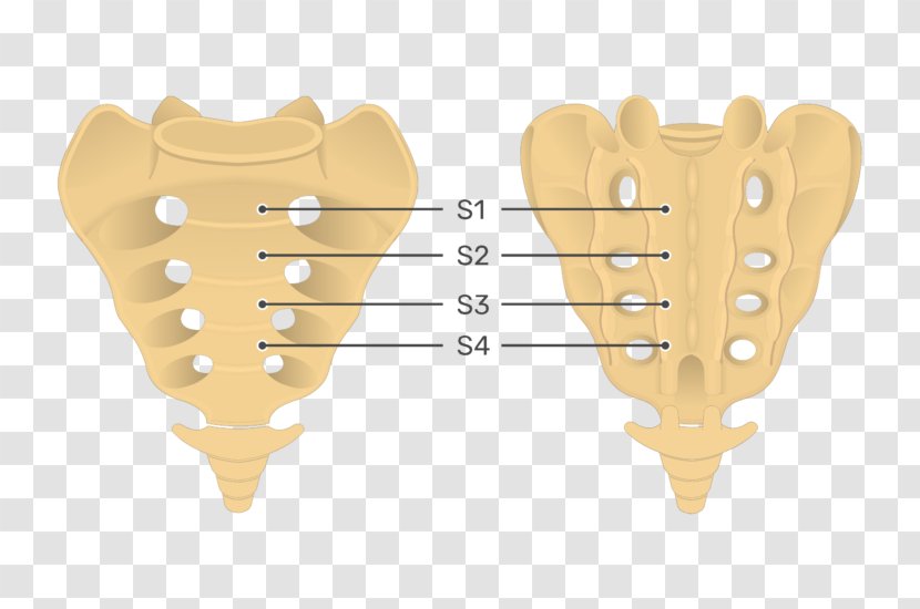 Sacrum Human Anatomy Vertebral Column Coccyx - Flower Transparent PNG