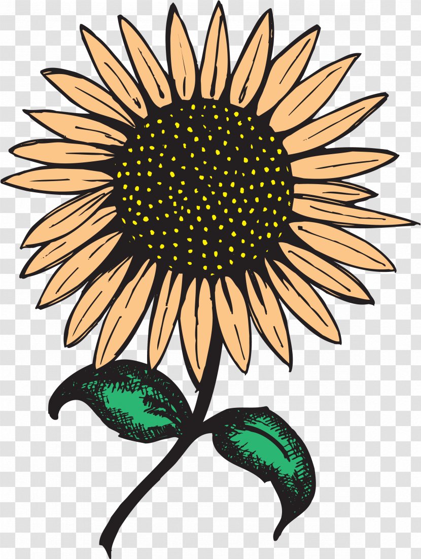 Common Sunflower Seed Food Chain - Border Transparent PNG