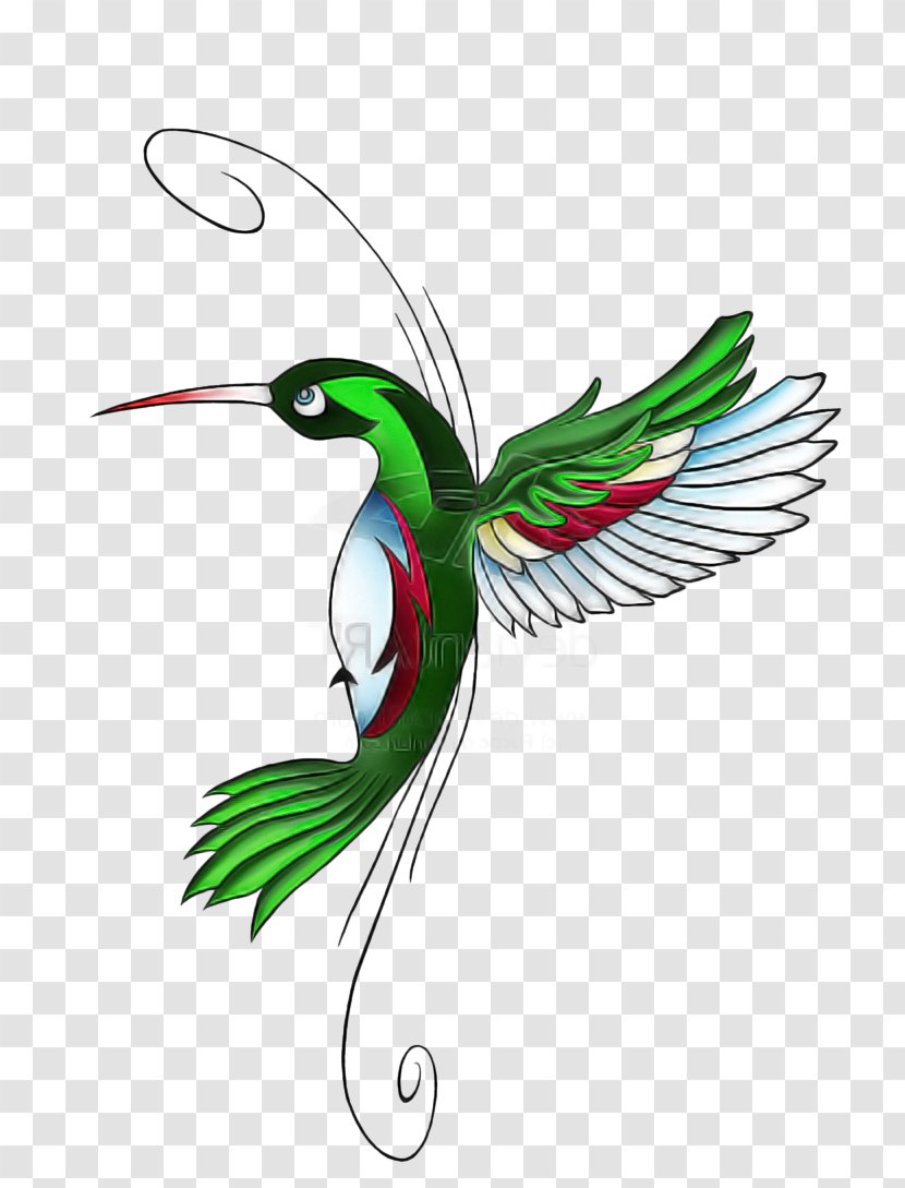 Hummingbird - Tail - Wing Transparent PNG