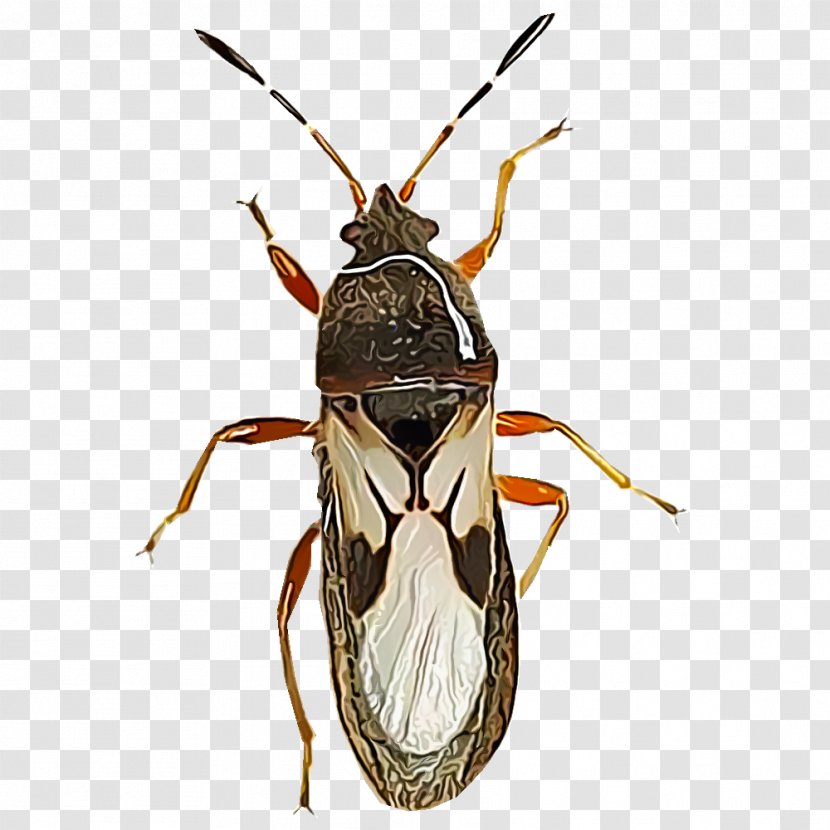 Fly Ant True Bugs Bedbug Pest - Carpenter Transparent PNG