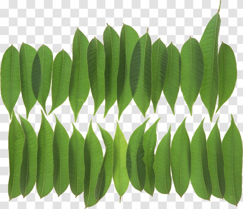 Leaf Plant Stem Clip Art - Green Leaves Potted Buckle Transparent PNG