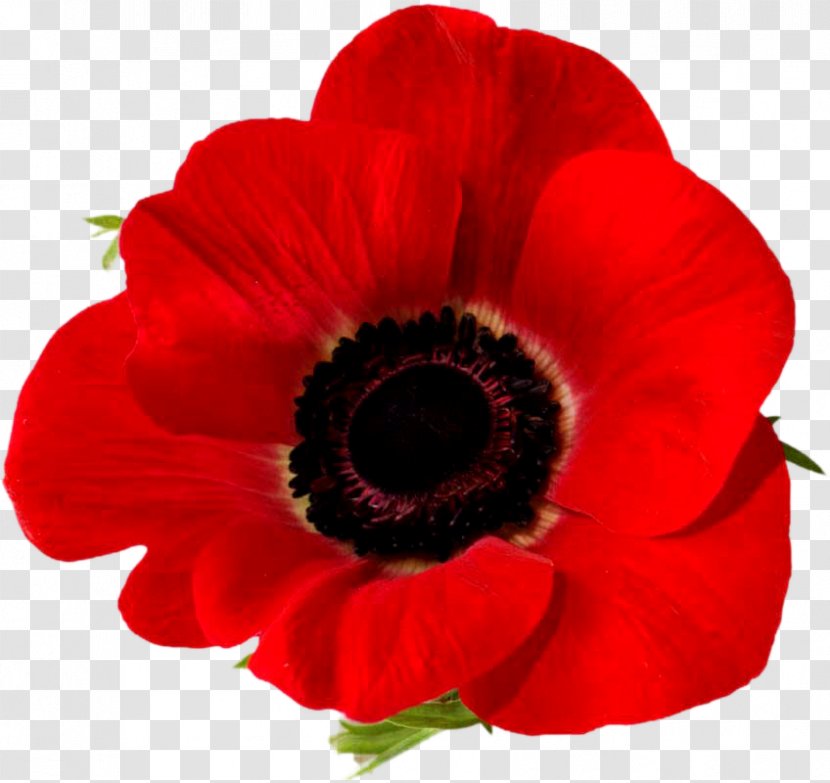 Remembrance Poppy Armistice Day Lest We Forget Common - Anemone - Flower Transparent PNG