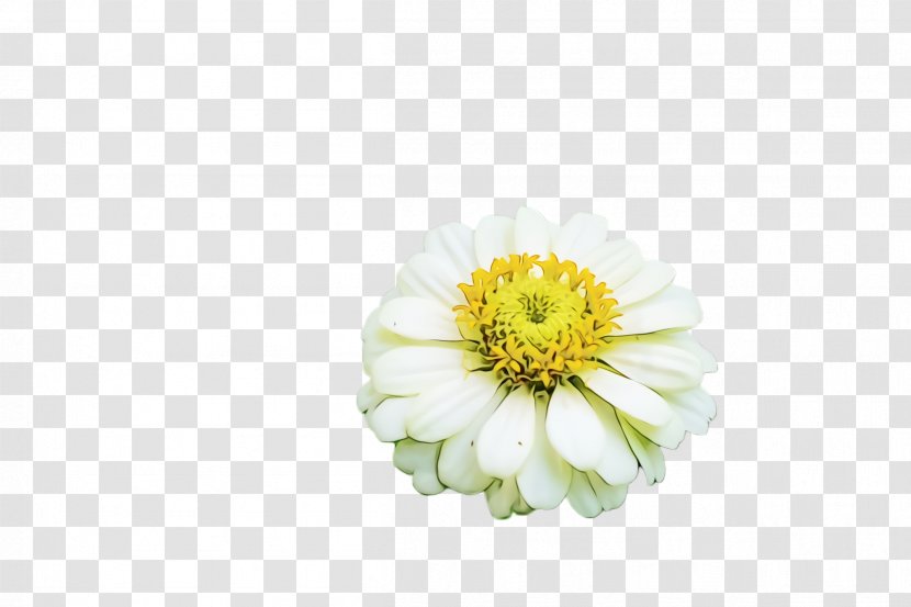 Flower Petal Zinnia Plant Flowering - Cut Flowers - Gerbera Transparent PNG