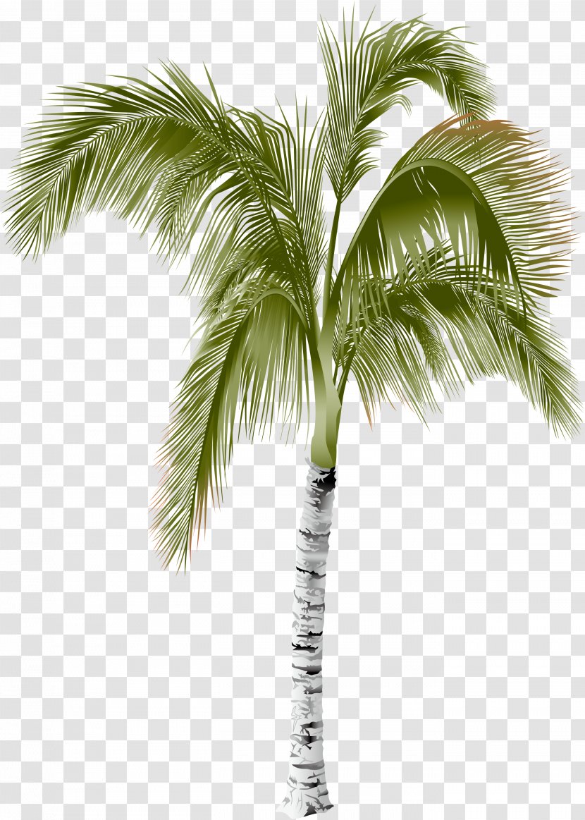 Arecaceae Areca Palm Tree - ID Transparent PNG