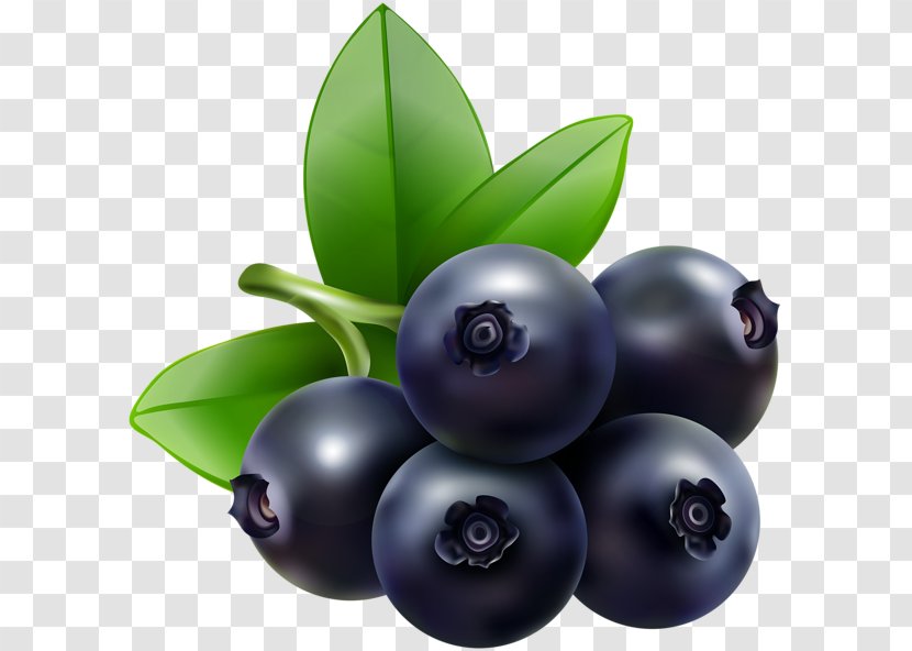 Blueberry Bilberry Food Clip Art - Fruit - Blueberries Transparent PNG