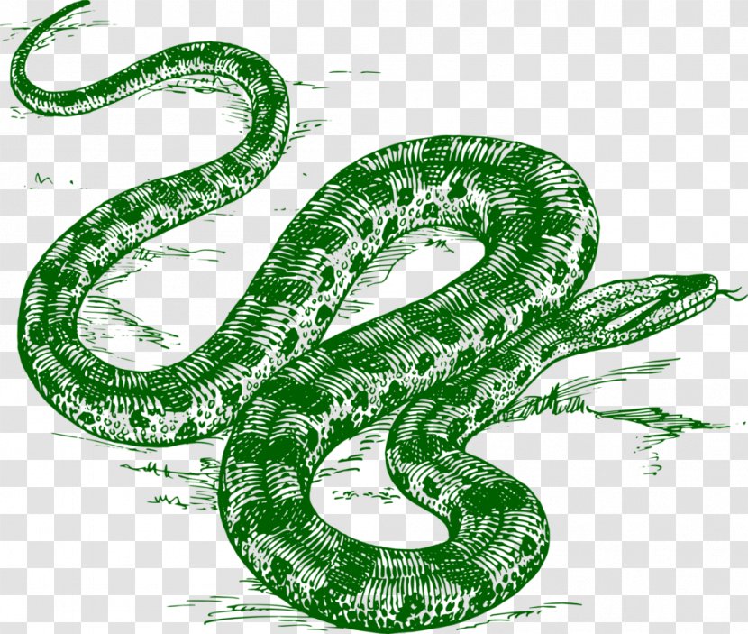Snakes Green Anaconda Reptile Vipers Drawing - Terrestrial Animal - Painting Transparent PNG